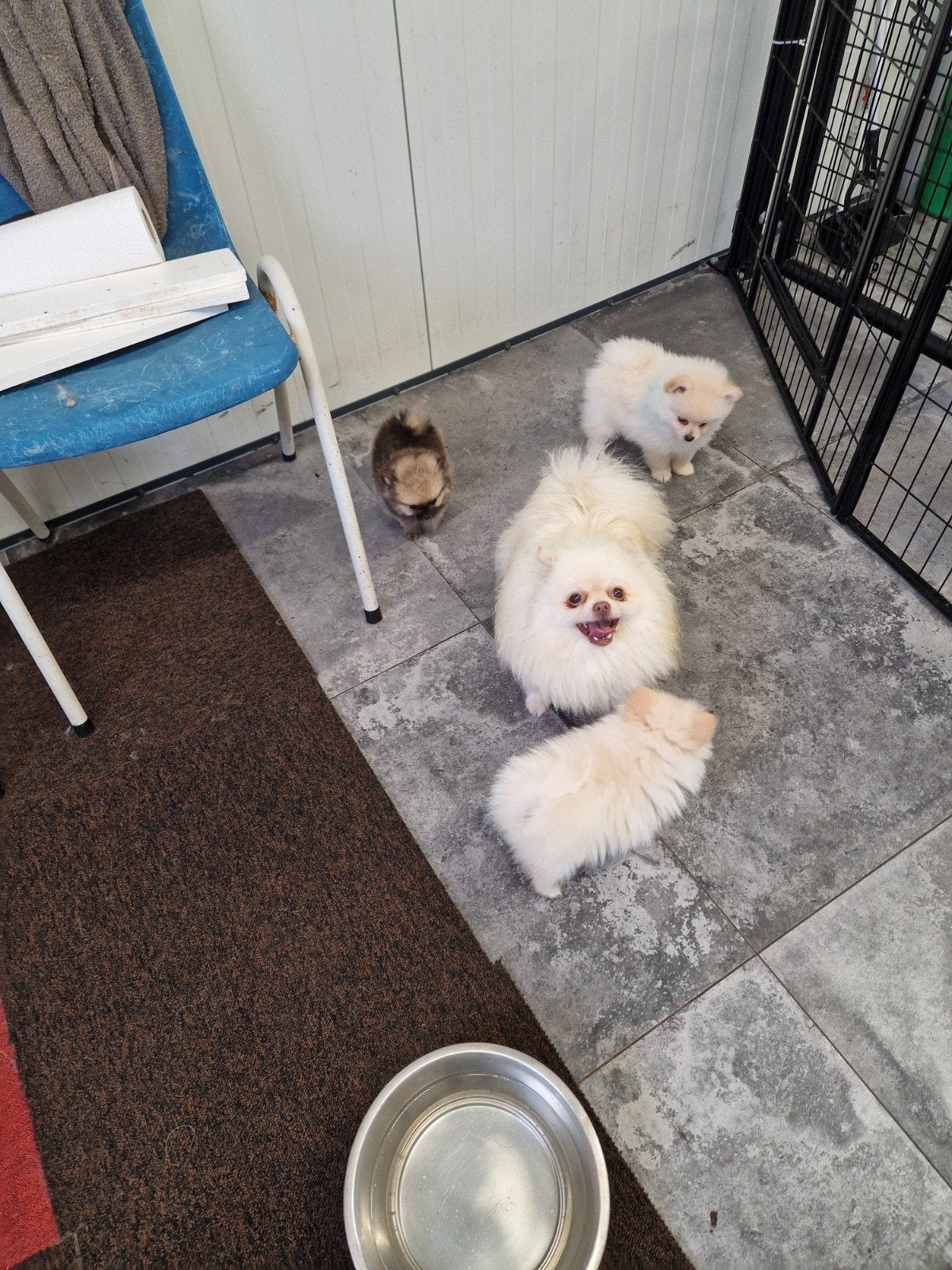 3 super kleine pommeriaan pupjes te koop, Reu, 8 tot 15 weken, Meerdere, CDV (hondenziekte)