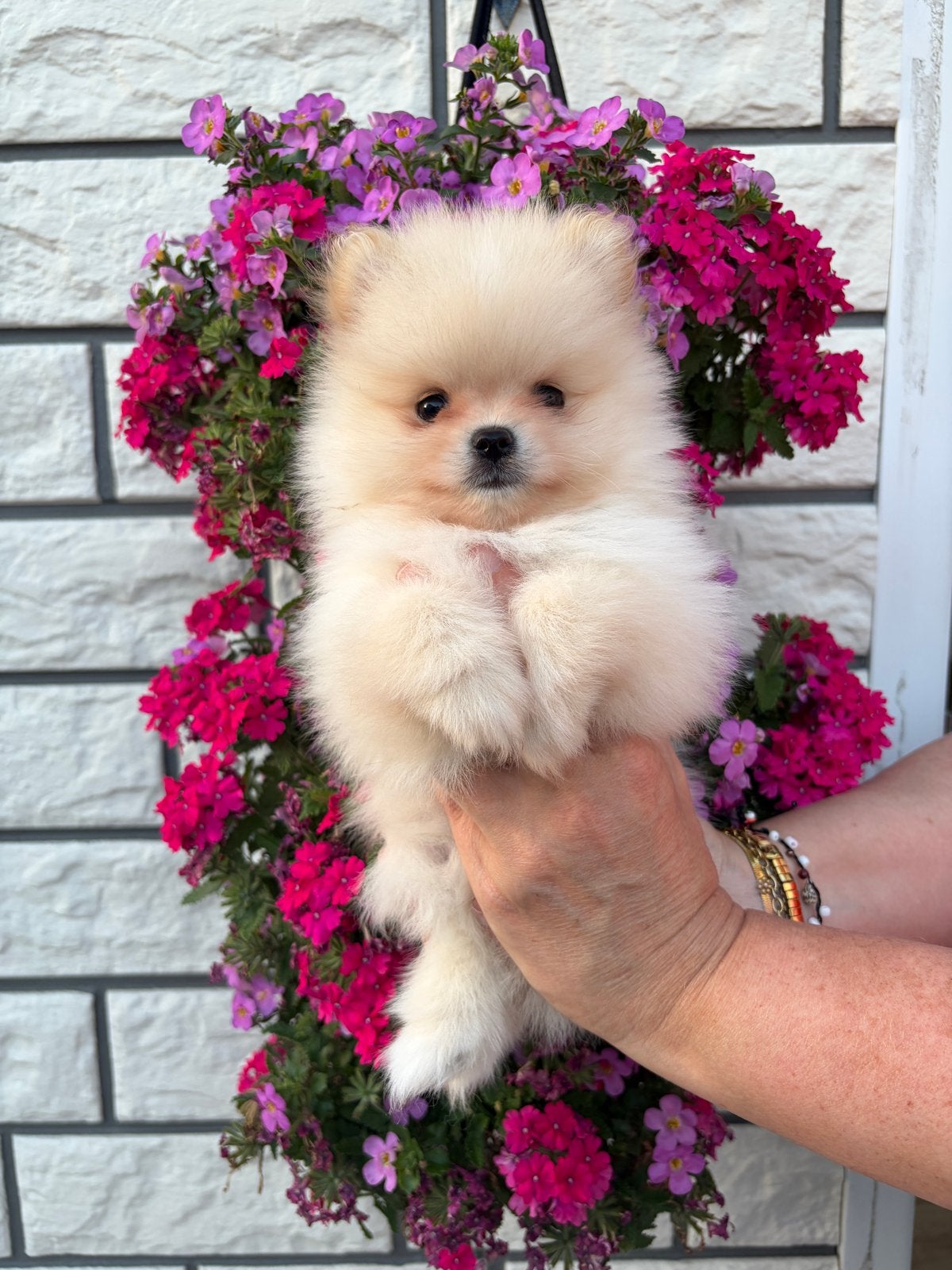 Nog 2 pomeriaan/pomeranian mogen mee naar hun gouden mandje, 8 tot 15 weken, Parvo, Meerdere, Nederland