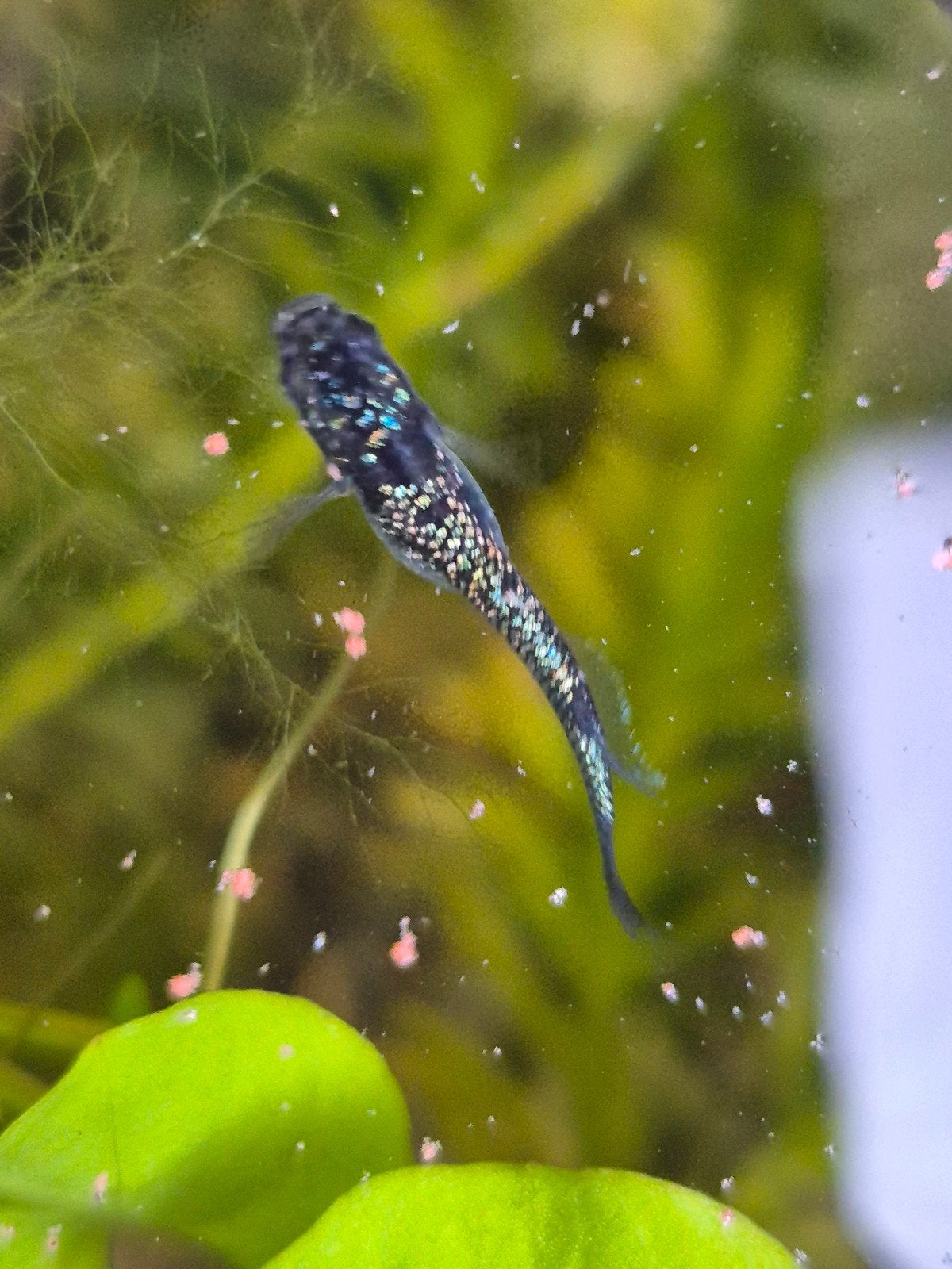 Medaka sapphire blue, Overige soorten