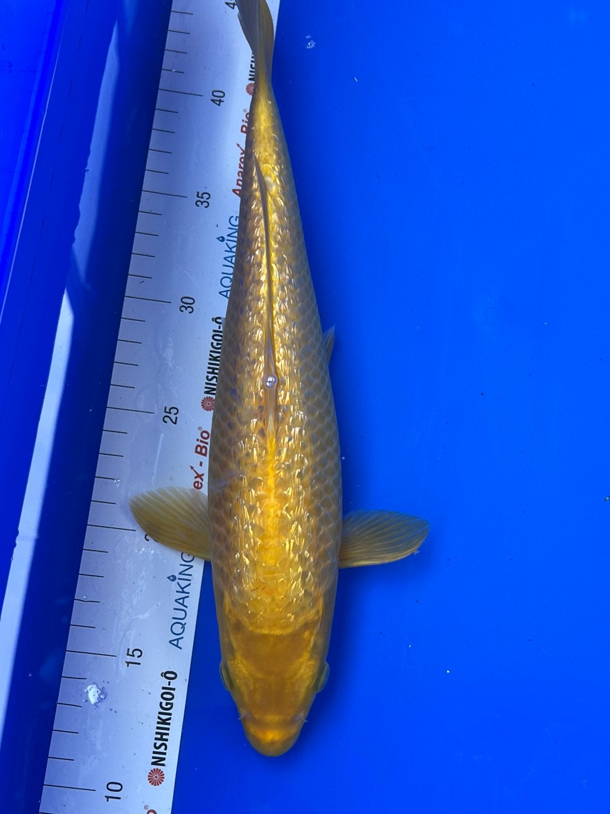 Ginrin Yamabuki, Dieren en Toebehoren, Karper of Koi