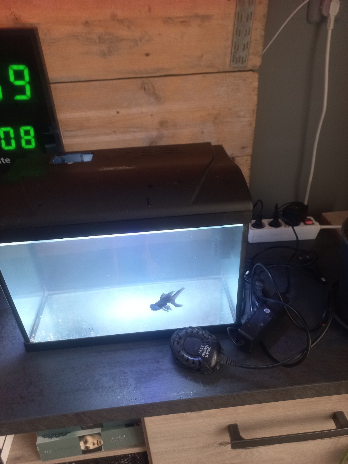 kleine aquarium, Dieren en Toebehoren, Vissen | Aquariumvissen