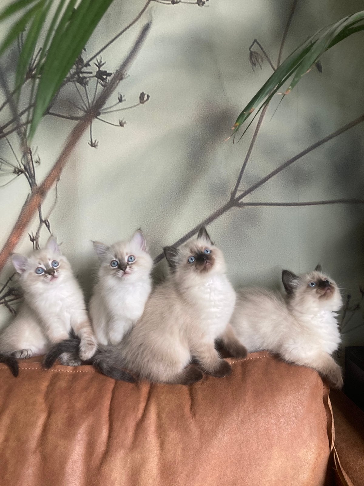 Ragdoll kitten nog 1 beschikbaar!, Meerdere dieren, Ontwormd, 0 tot 2 jaar