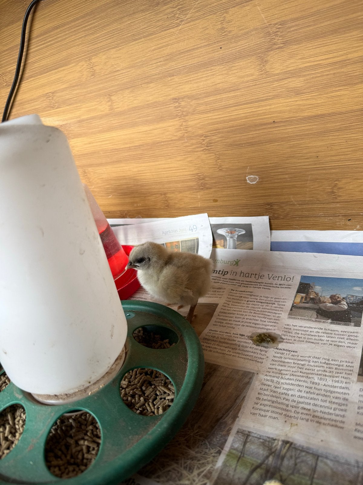 Bleu des landes en Isa brown legkip kuikentjes te koop, Dieren en Toebehoren, Pluimvee, Vrouwelijk, Kip