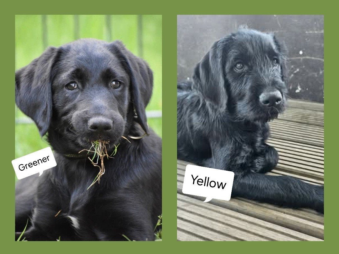 Wij willen ook graag een eigen gouden mandje, wie wilt ons??, Dieren en Toebehoren, Honden | Retrievers, Spaniëls en Waterhonden