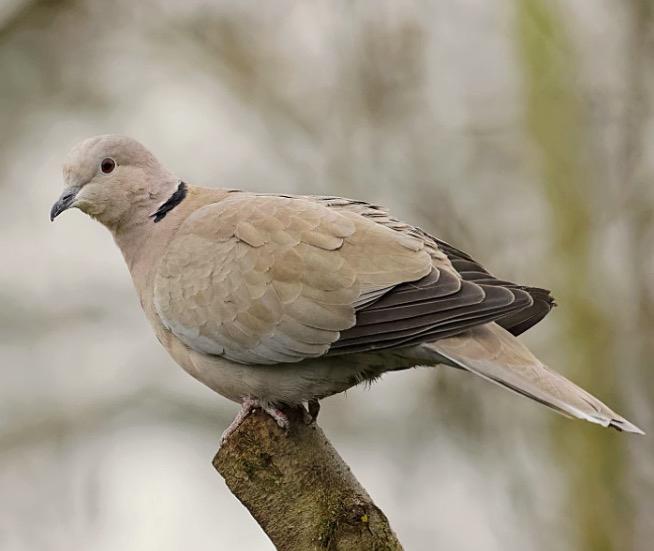 Gezocht Turkse tortelduif, Duivin, Dieren en Toebehoren, Vogels | Duiven, Vrouwelijk