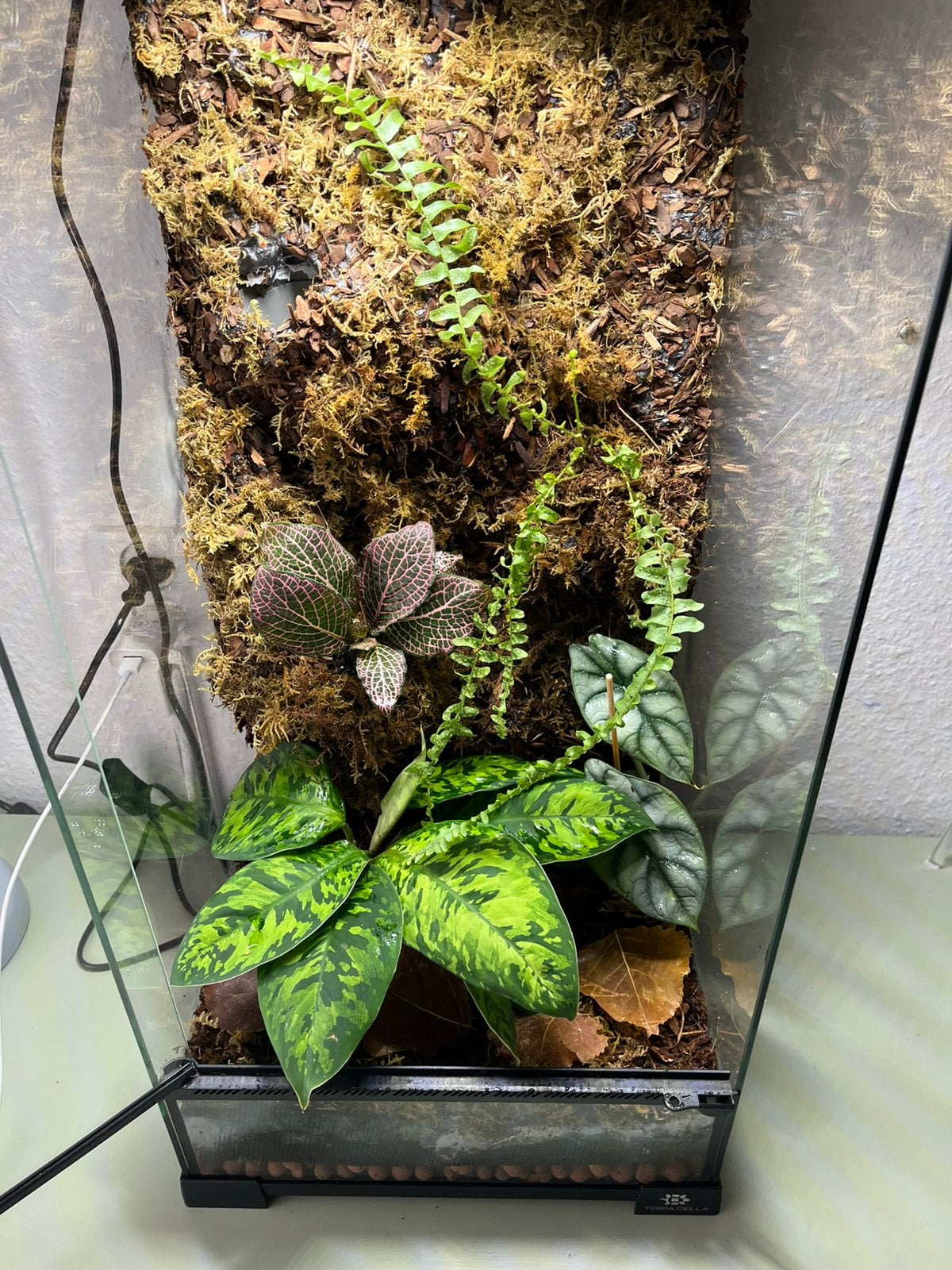 Vivarium, Ophalen, Nieuw, Terrarium of Paludarium