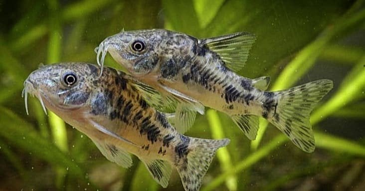 4 x corydoras Paleatus, Vis, Zoetwatervis, Schoolvis