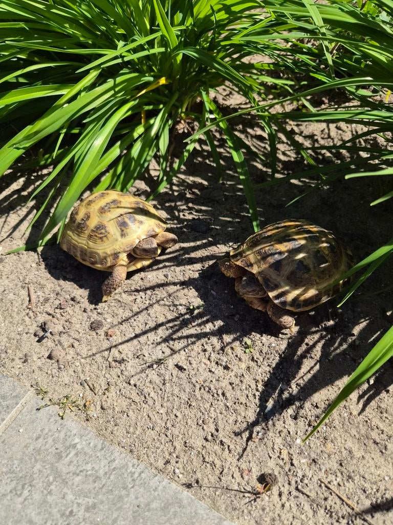 Russiche vierteen landschildpadden (testudo horsfieldii) Tortoise - female for sale from JB