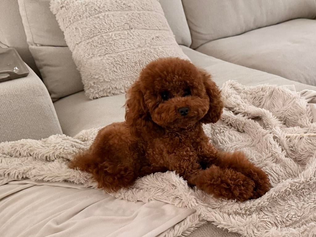 Toypoedel Dekreu met Stamboom, Reu, 1 tot 2 jaar, Parvo, Eén hond