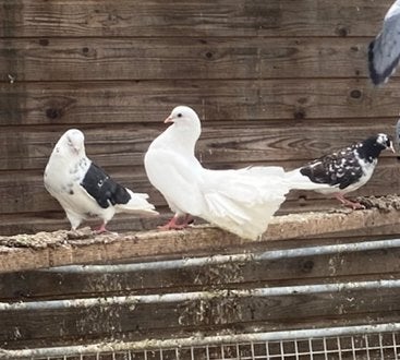 Pauwstaart duiven, Meerdere dieren