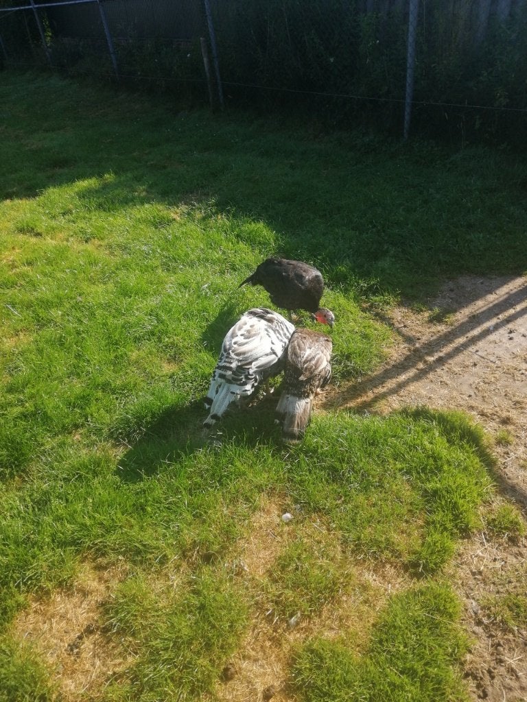 kalkoenen, Meerdere dieren, Kalkoen