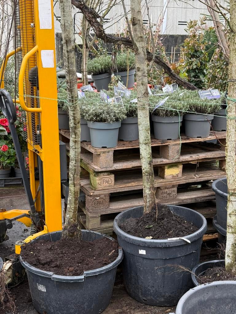 Sierpeer pyrus cantelier hoogstaan vol in bloei hoog 4,5-5, Ophalen, Volle zon, Overige soorten