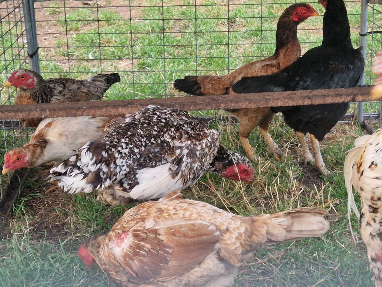 Te koop 0 shamo 9 hennen 1 haan, Dieren en Toebehoren, Pluimvee, Meerdere dieren, Kip