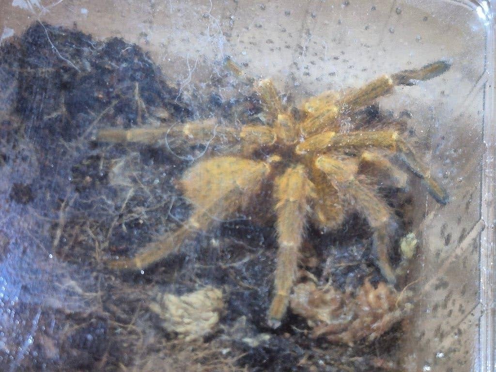 P. murinus RCF mature male, Dieren en Toebehoren, Insecten en Spinnen, Spin of Schorpioen