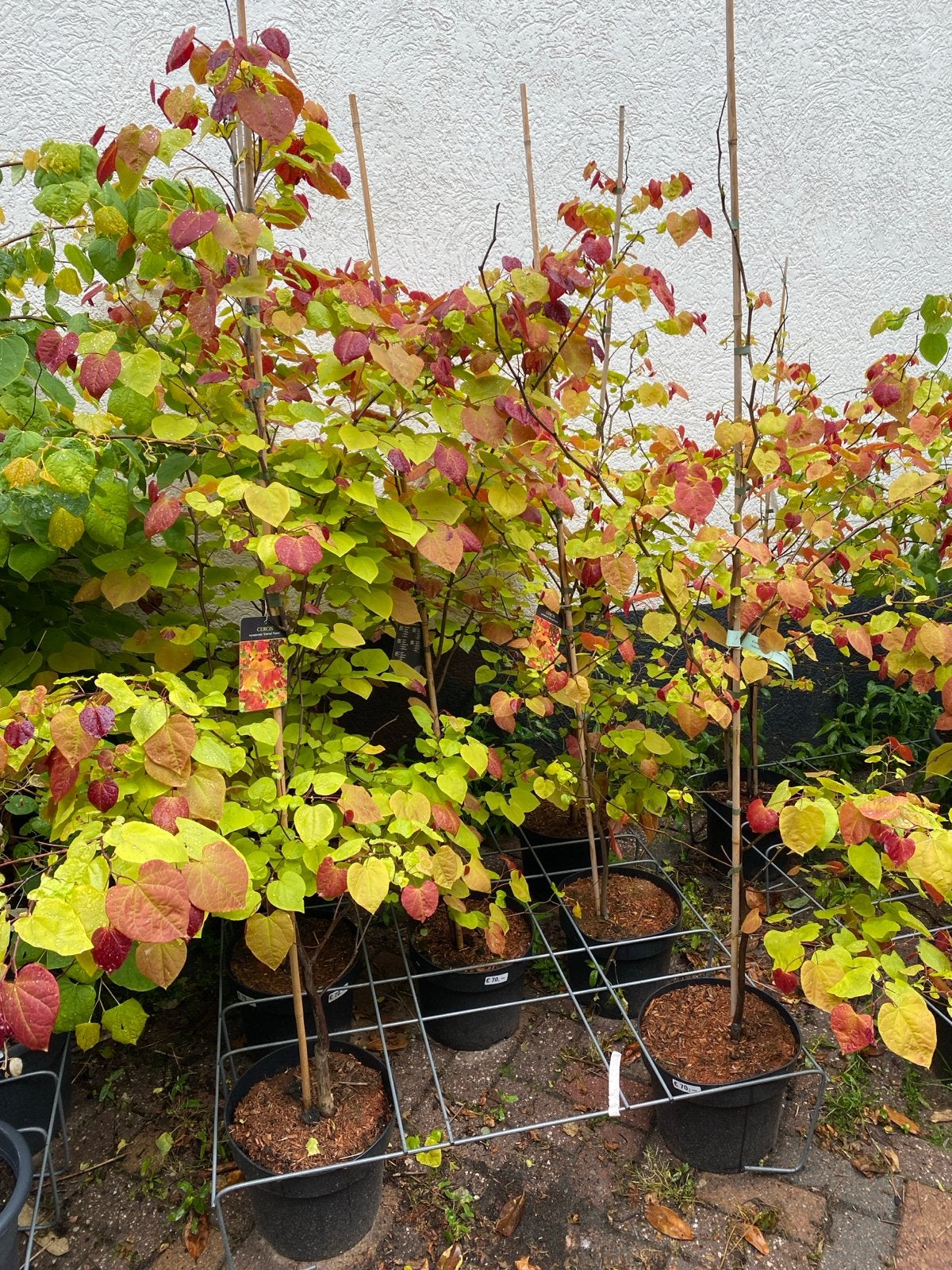 Cercis Eternal Flame - Judasboom met vlammende kleuren, Tuin en Terras, Planten | Bomen, Ophalen, Volle zon, Overige soorten, Minder dan 100 cm