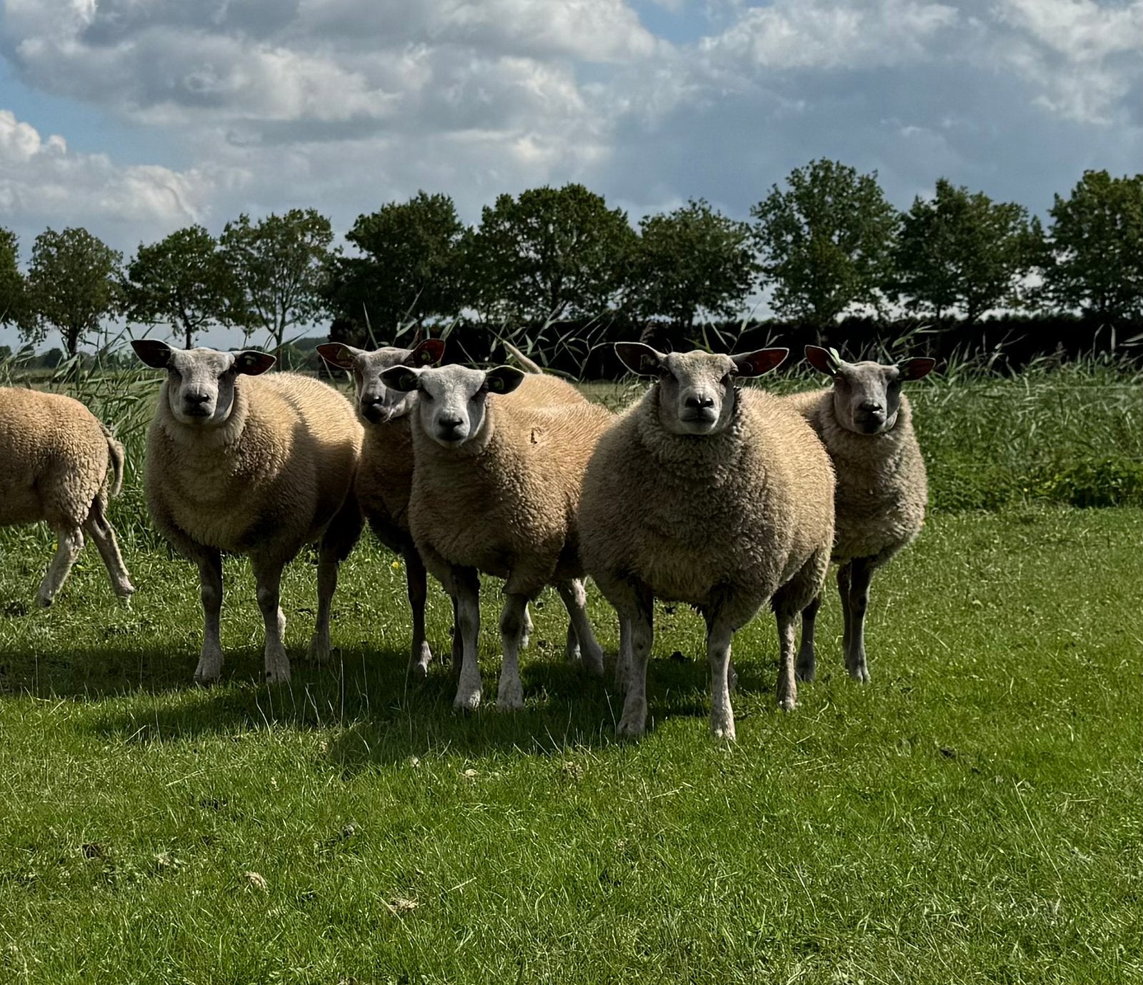 Mooi koppeltje ooilammeren bleu du maine x texelaar, Dieren en Toebehoren, Schapen, Geiten en Varkens, Vrouwelijk, Schaap