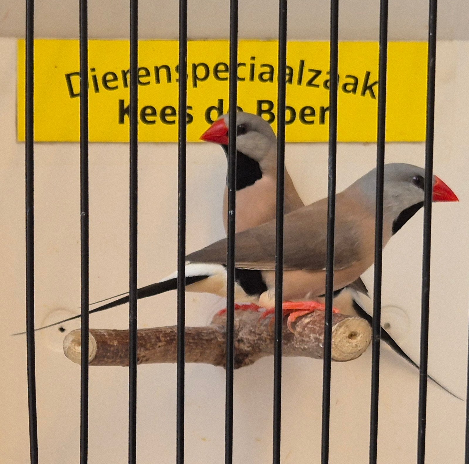 koppel spitsstaart amadines