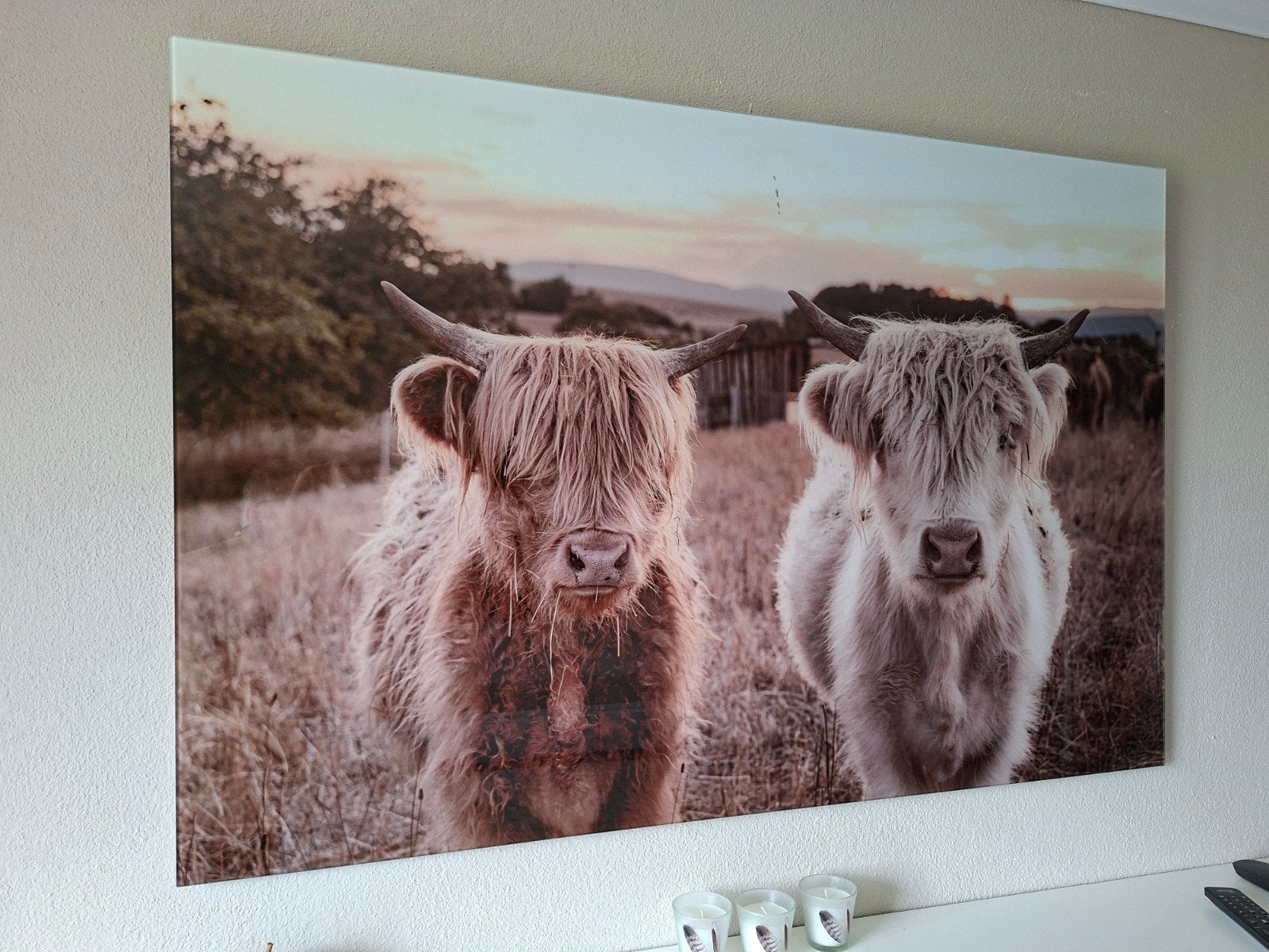 Foto print op hardglas Schotse Hooglanders, Ophalen, 50 – 75, Zo goed als nieuw, Schilderij