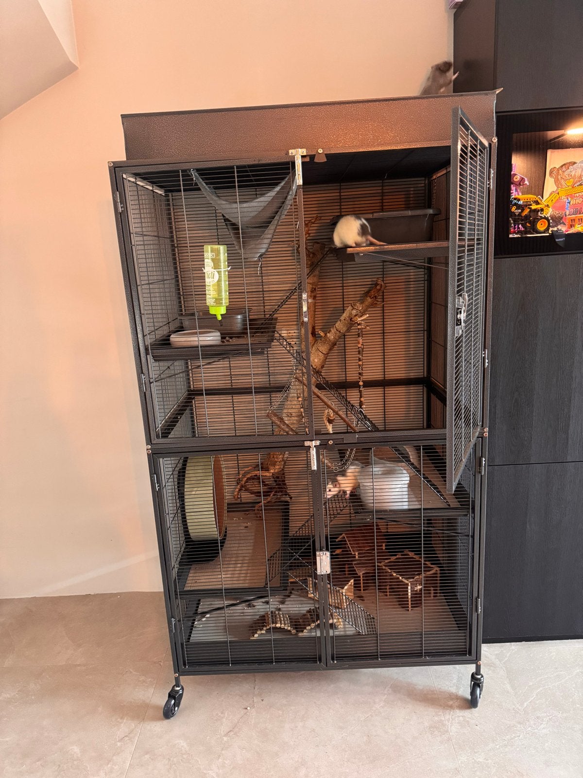 Ratten met kooi, Dieren en Toebehoren, Knaagdieren, Rat, Mannelijk, Januari, Tam