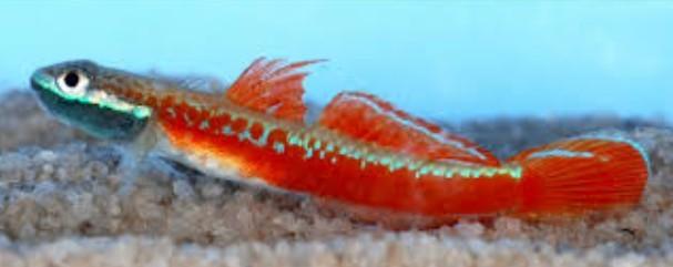 Stiphodon red neon Goby - Koidream Valburg-, Vis