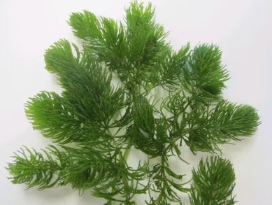Fonteinkruid, Hoornblad, vederkruid, waterpest waterplanten, Ophalen of Verzenden, Nieuw, Plant(en), Steen of Hout