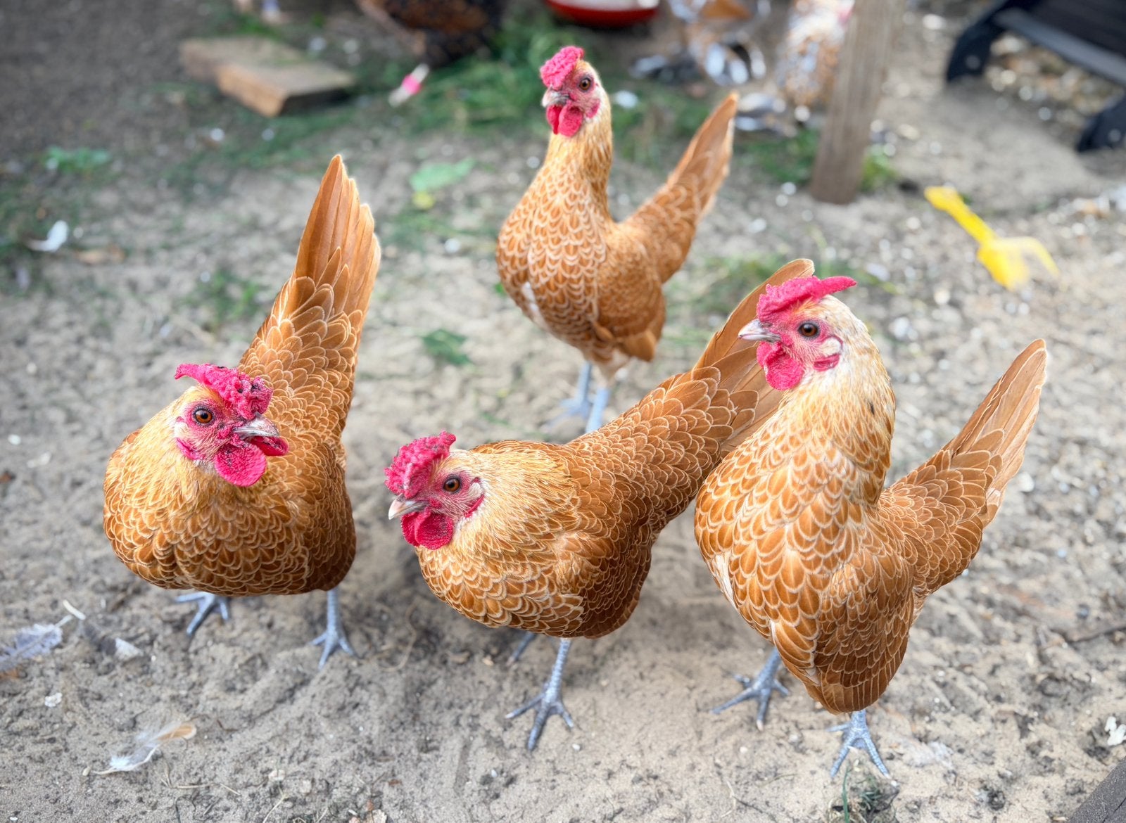 Sebright hanen, Dieren en Toebehoren, Mannelijk, Kip