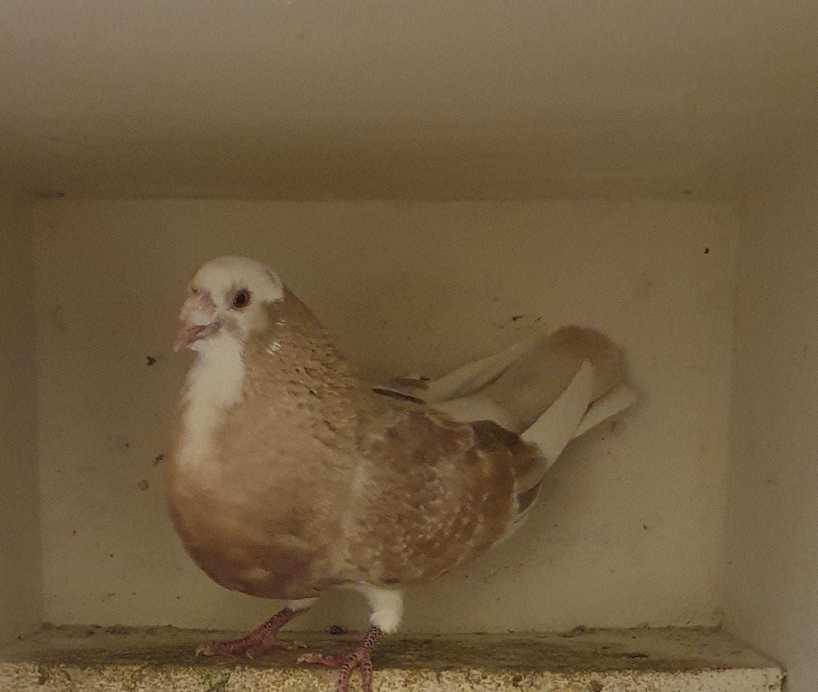 Doffer, Dieren en Toebehoren, Mannelijk, Kropper