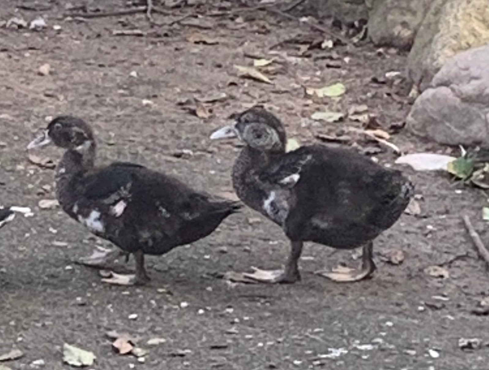 Te koop twee Jonge kaapse eend kuikens, Dieren en Toebehoren, Geslacht onbekend, Eend