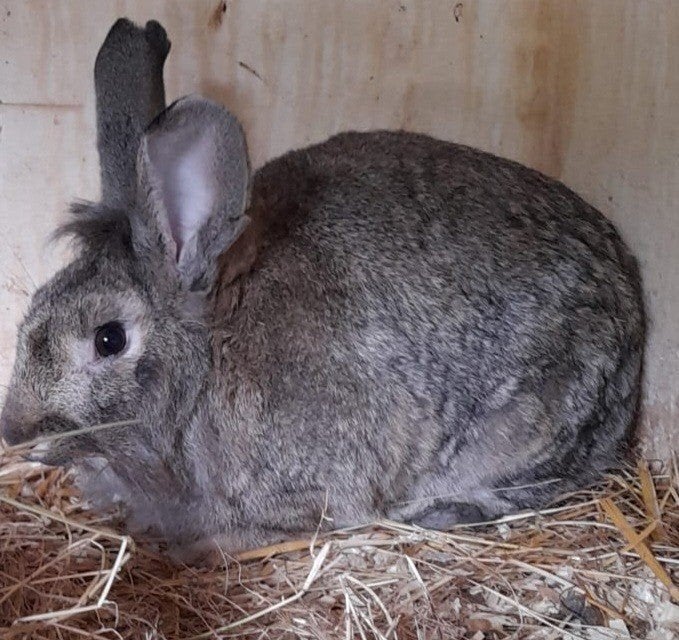 bruin konijn, ram. geboren april 2026, Dieren en Toebehoren, Mannelijk, Middelgroot, 0 tot 2 jaar