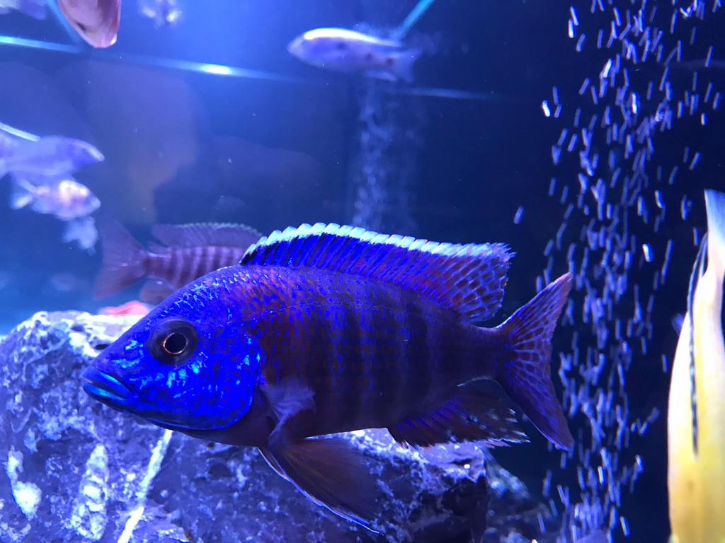 Aulonocara red flush ( malawi cichlide ), Vis