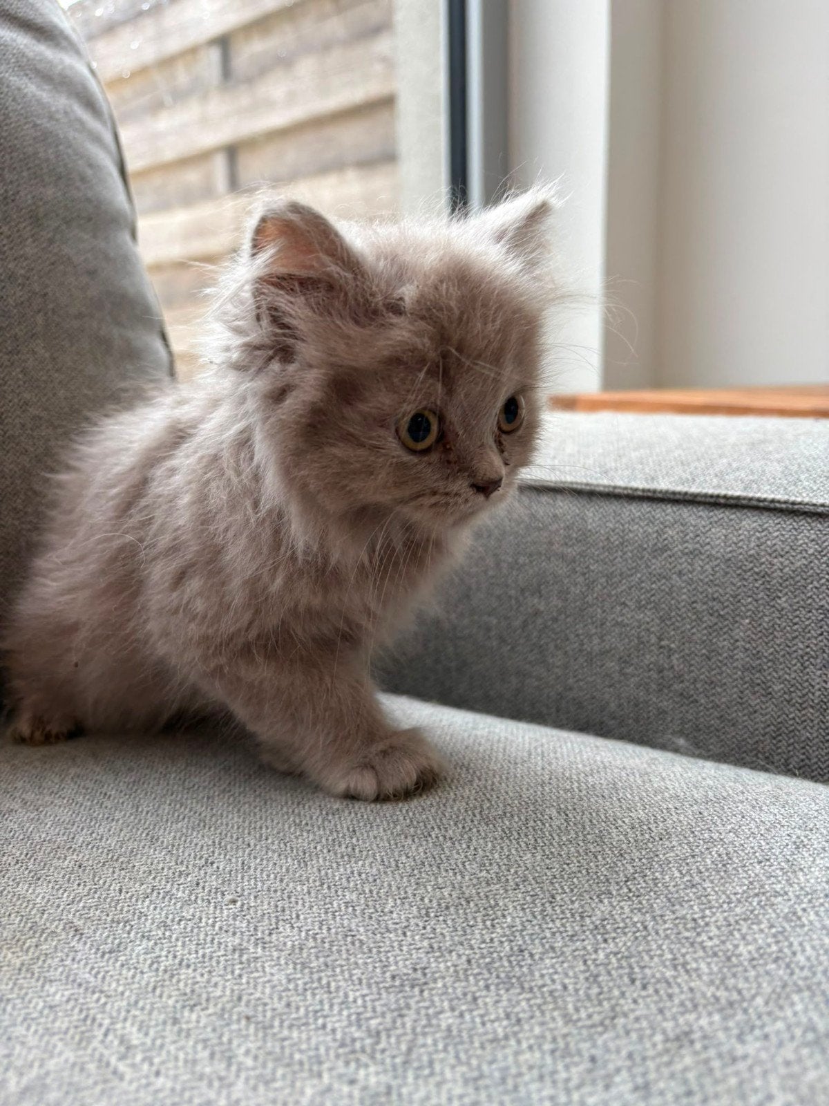 britse langhaar kitten, Langharig, 0 tot 2 jaar