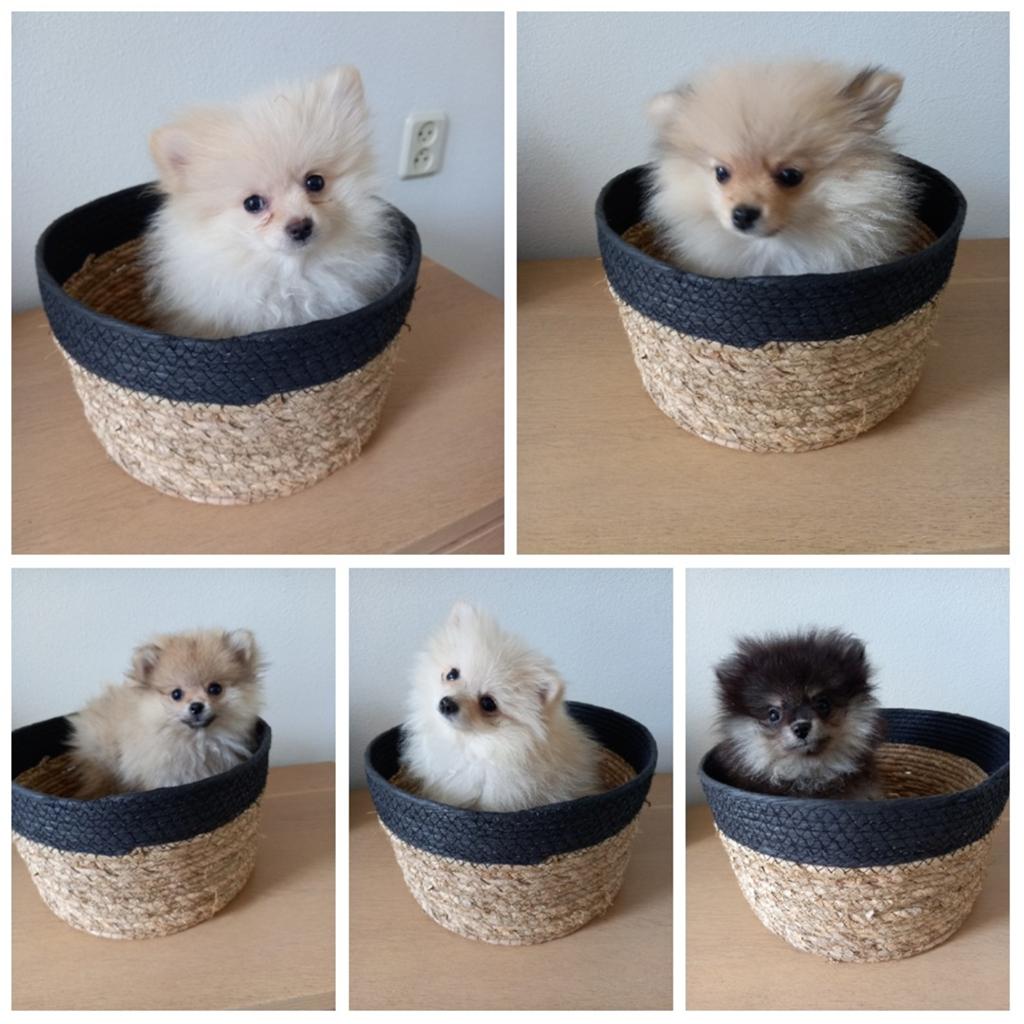 Pomeriaan pups, 8 tot 15 weken, Meerdere, Meerdere dieren, Nederland