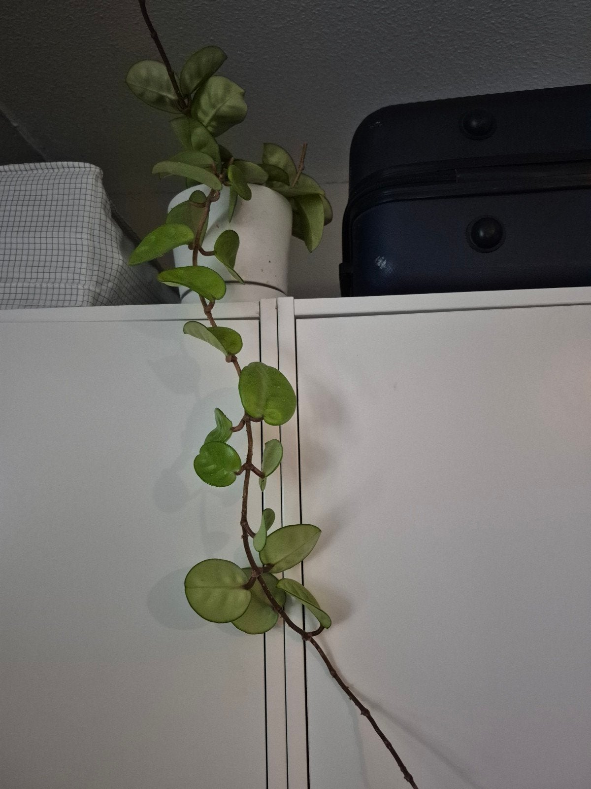 Ongewortelde Stekje Hoya carnosa ‘Krinkle 8’ - Kamerplant, Huis en Inrichting, Overige soorten, Minder dan 100 cm, Groene kamerplant