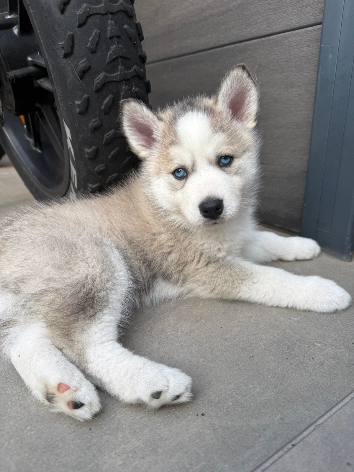 De mooiste en liefste pomsky pups, Parvo, 8 tot 15 weken, Meerdere, Nederland