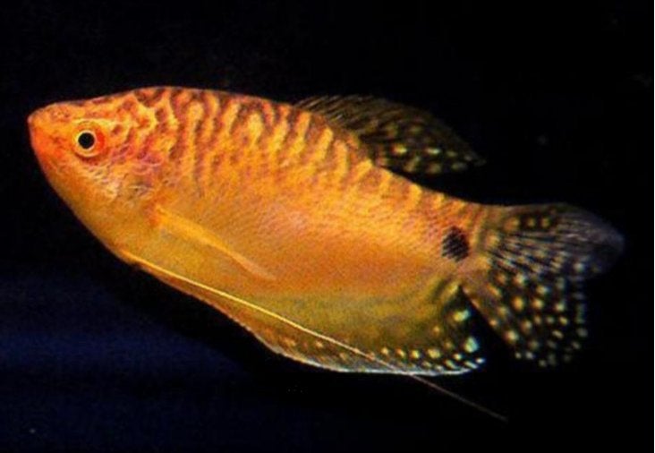 Trichogaster trichopterus orange - Koidream Valburg, Vis, Zoetwatervis