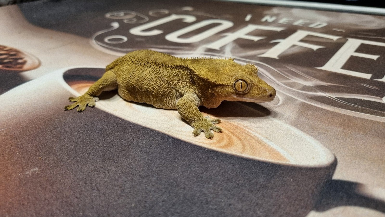 2x gekko's gratis ophalen, Dieren en Toebehoren, Reptielen en Amfibieën, Hagedis, 7 tot 10 jaar