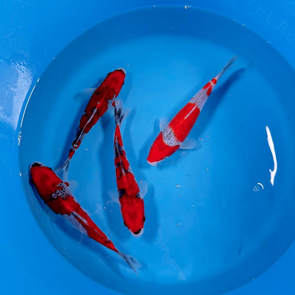 Goshiki | Tosai | Kawakami | 20-25cm | Japan Koi, Karper of Koi