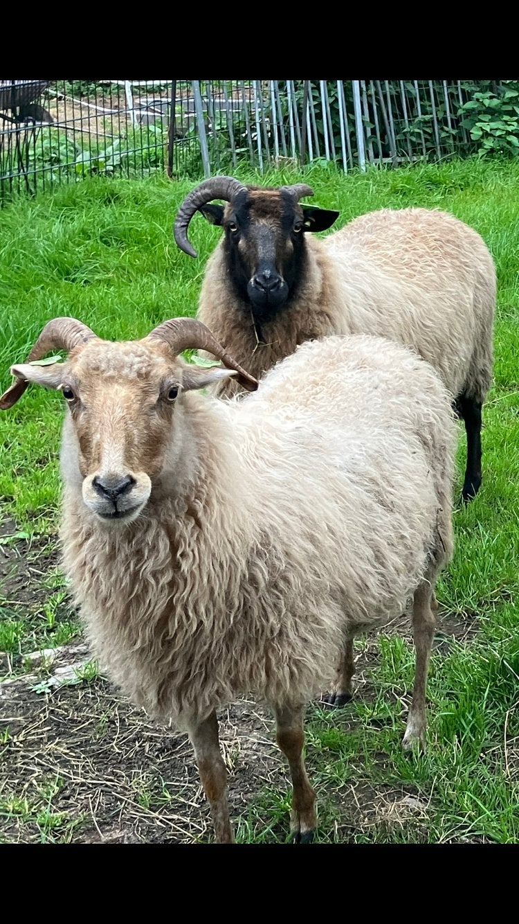 2 drents heideschaap ooien, Dieren en Toebehoren, Vrouwelijk, Schaap, 0 tot 2 jaar