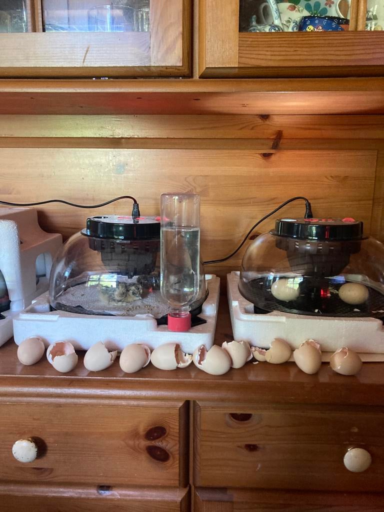 Broed maschiene lenen 1€per dag ,Of te koop nieuw 60€), Geslacht onbekend, Kip