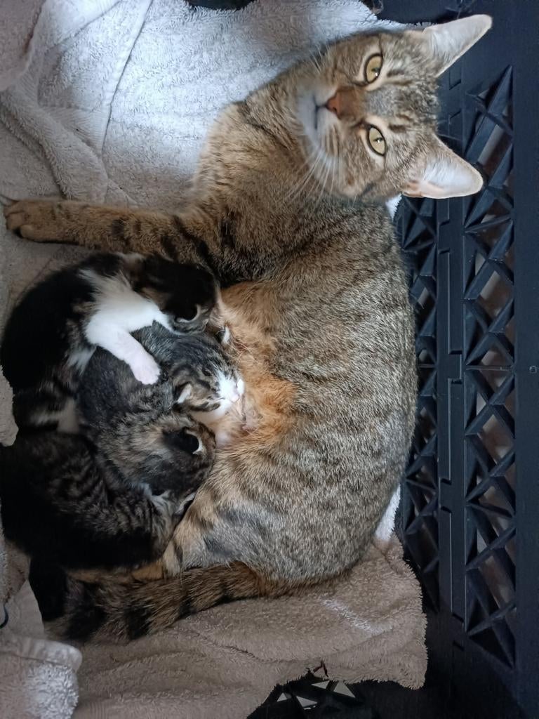 Cyperse kittens