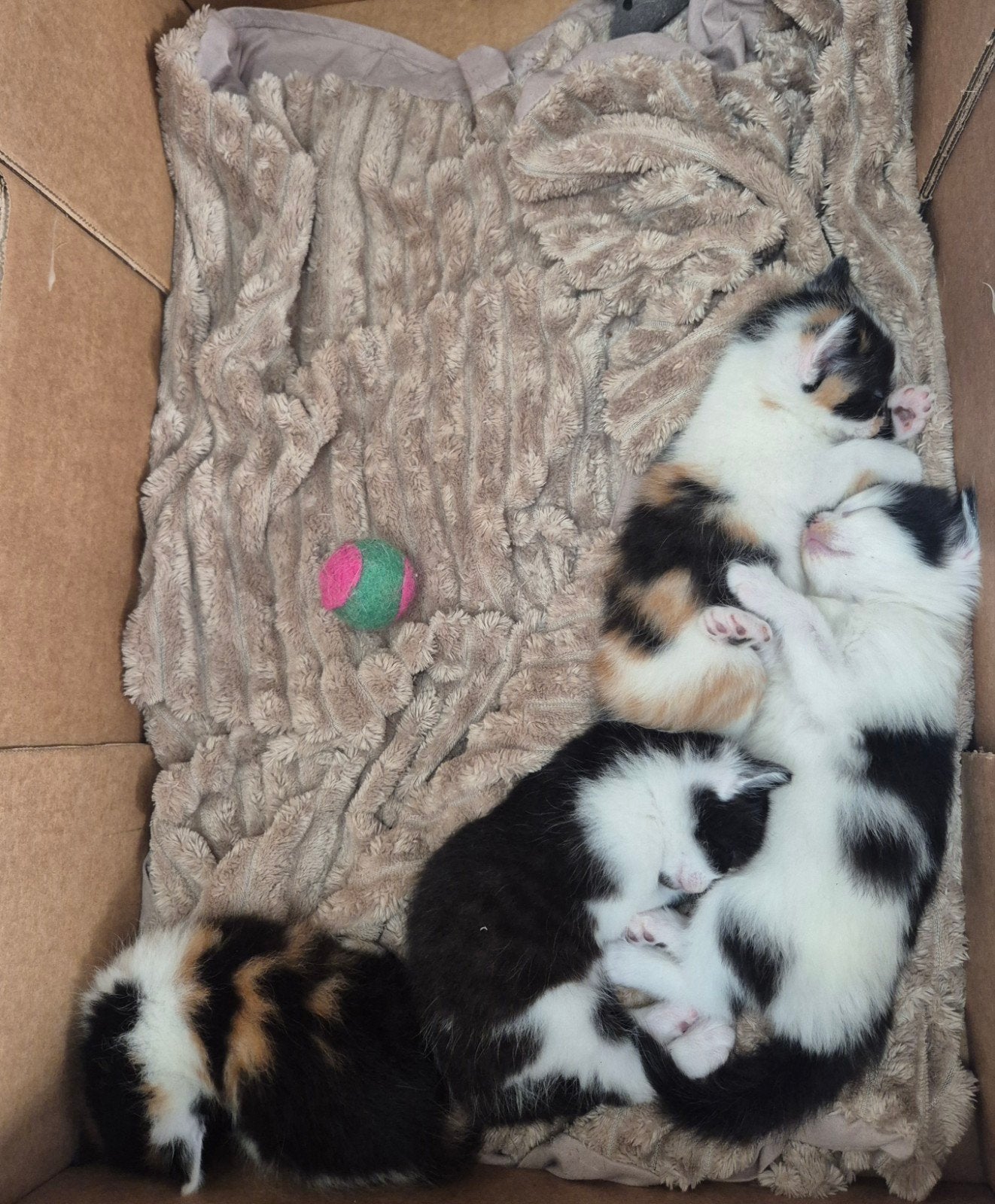 super mooie kittens, Dieren en Toebehoren