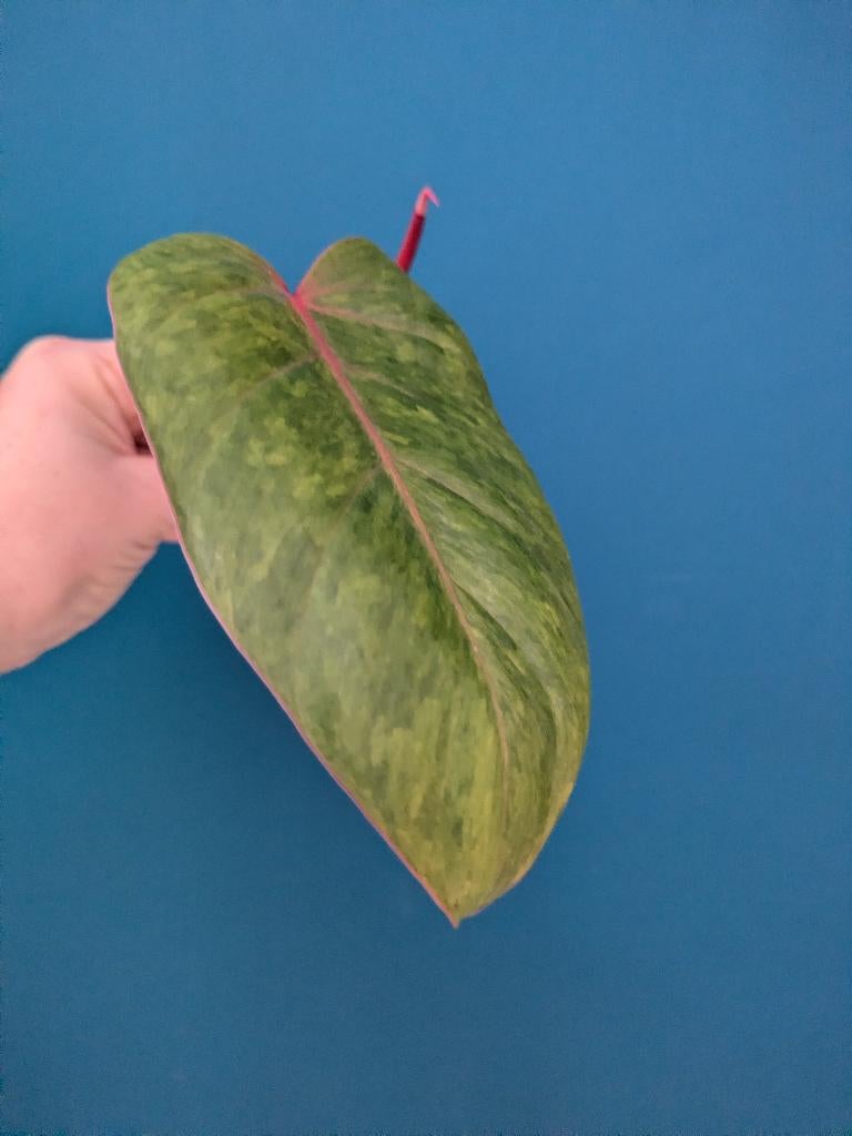 Philodendron Painted Lady stek, Ophalen of Verzenden, Halfschaduw, Minder dan 100 cm
