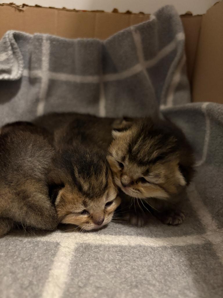 Britse korthaar kittens Black golden shaded, Geslacht onbekend, Ontwormd, 0 tot 2 jaar