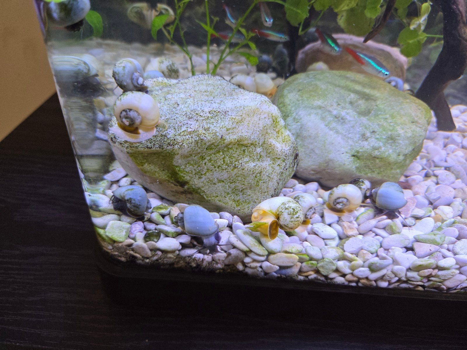 Gratis appelslakken!, Dieren en Toebehoren, Vissen | Aquariumvissen