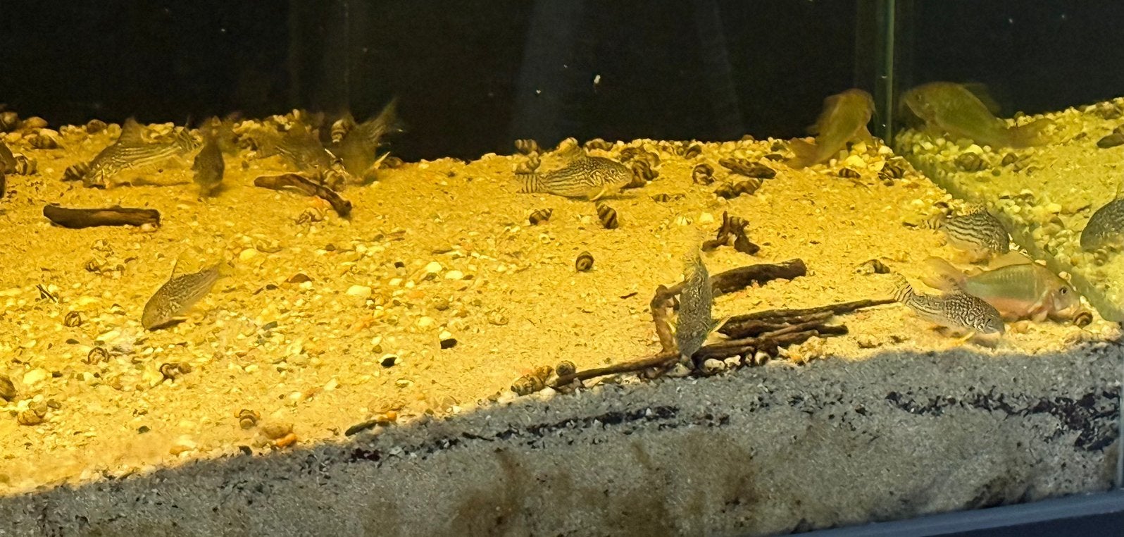 Corydoras sterbai 12 stuks en Brochis splendens 2 stuks, Dieren en Toebehoren, Vissen | Aquariumvissen, Overige typen, Zoetwatervis
