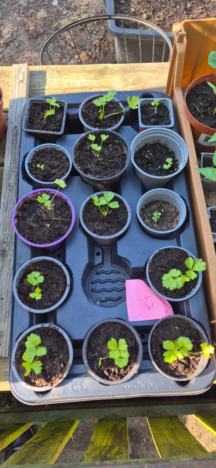 Selderij, paprika, zoete aardappel, watermeloen, Ophalen, Eenjarig, Groenteplanten, Volle zon