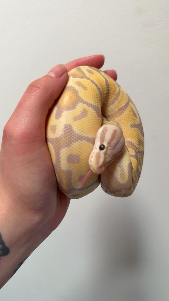Voedsel muizen/ratten gezocht, Slang, 0 tot 2 jaar