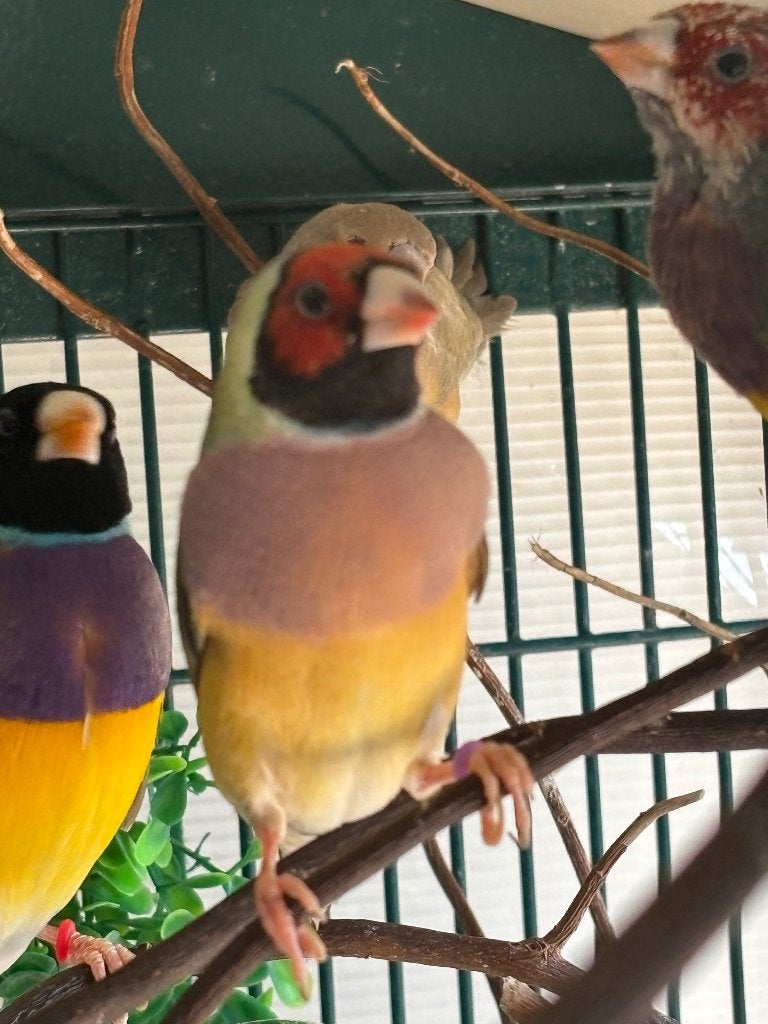 Gouldamadine, Dieren en Toebehoren, Meerdere dieren, Tropenvogel