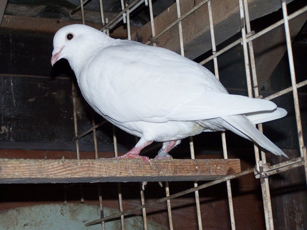 witte postduiven, Geslacht onbekend, Postduif