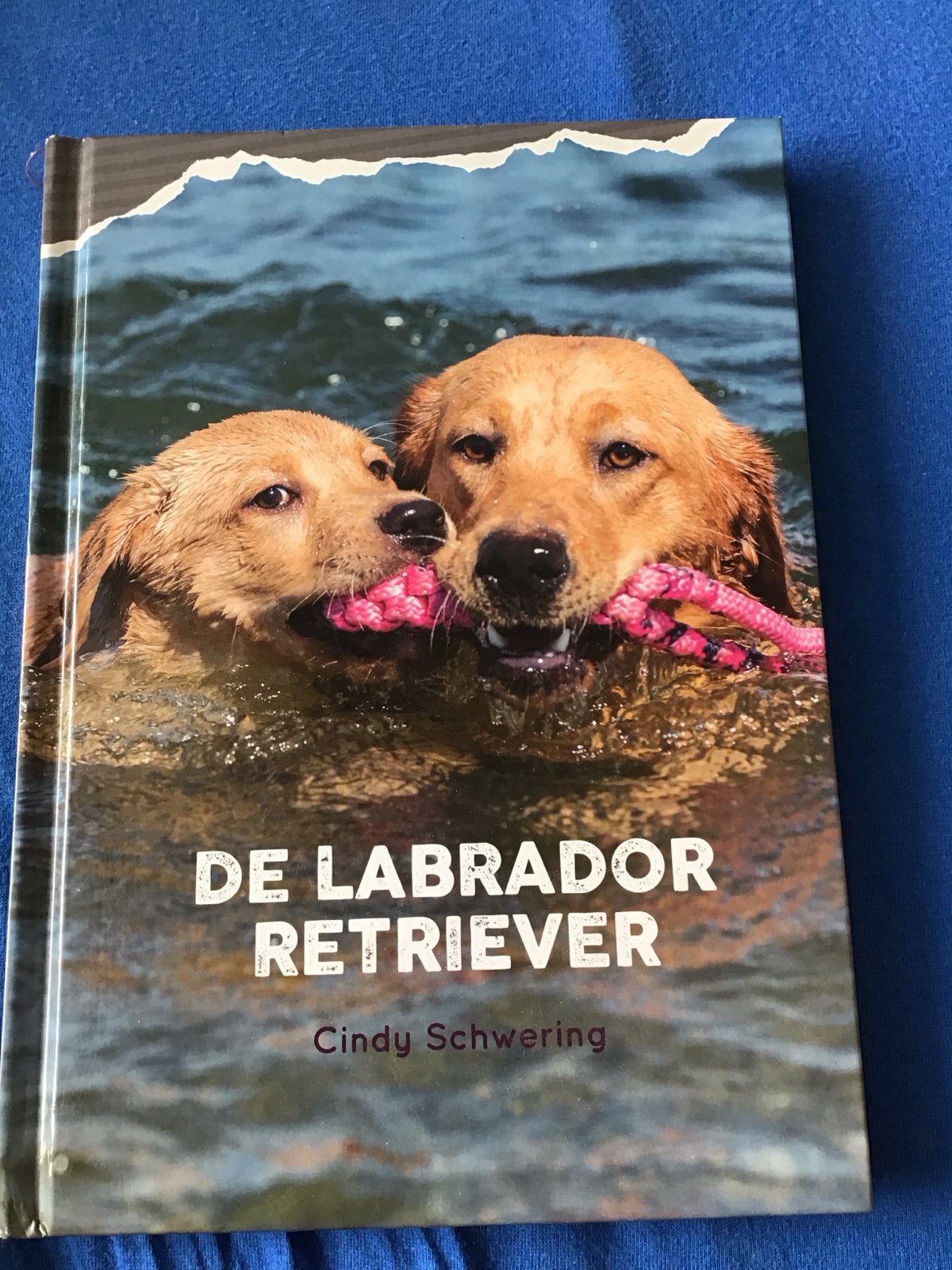 De Labrador Retriever - Cindy Schwering (Hondenboek), Boeken, Dieren en Huisdieren, Zo goed als nieuw, Honden, Ophalen of Verzenden